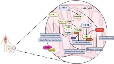 Signaling pathways regulated by natural active ingredients in the fight against exercise fatigue-a review